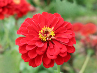 Scarlet Flame Organic Zinnia