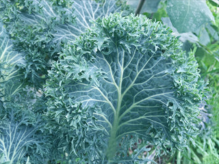Siber Frill Kale
