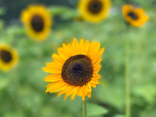 Soraya Sunflower