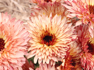 Strawberry Blonde Calendula Flowers