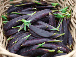 Sugar Magnolia Organic Peas