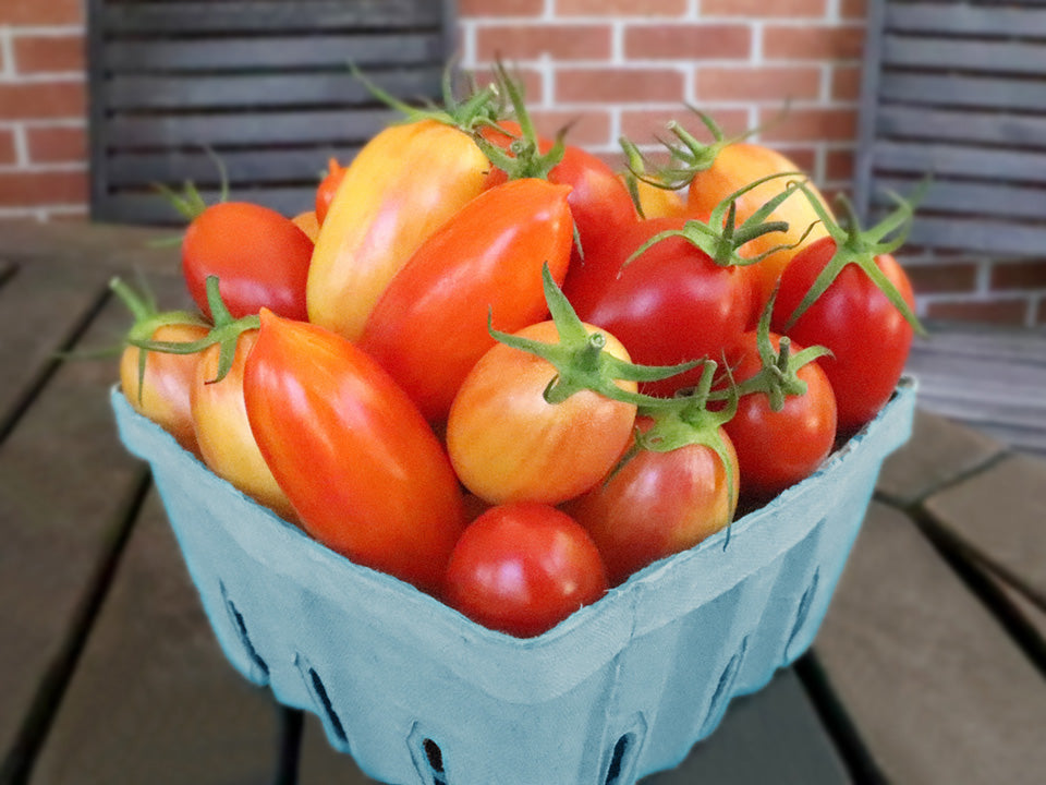 tomato2枚セット Super Snacks Tomato Mix Seeds | Nature & Nurture Seeds
