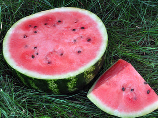 Sweet Dakota Rose Watermelon