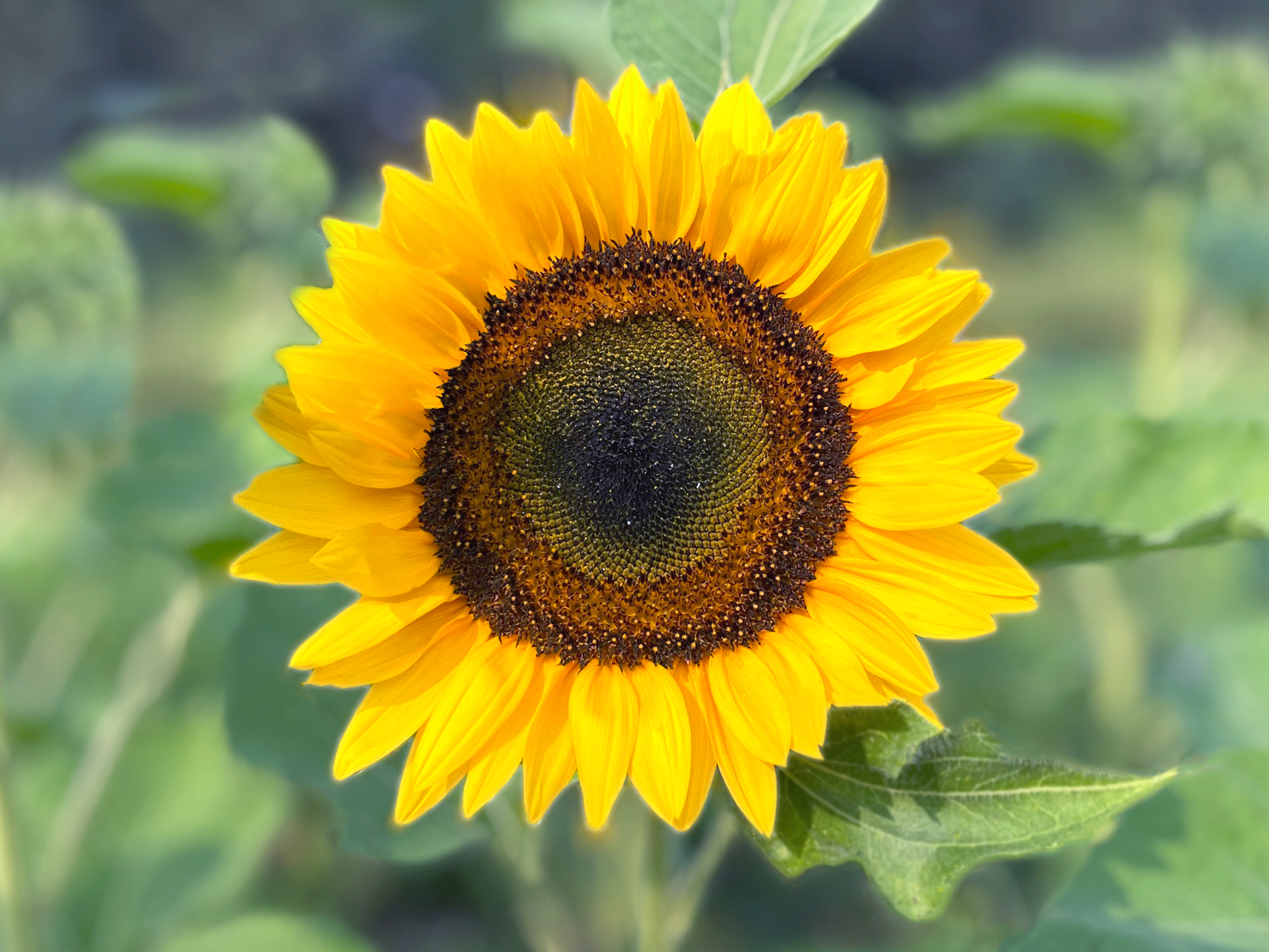 tall sunflower seeds for planting Taiyo Organic Sunflower Seeds – Grow Giant, Vibrant Blooms Fast