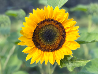 Taiyo Sunflower
