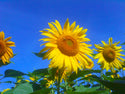 Tarahumara Sunflower