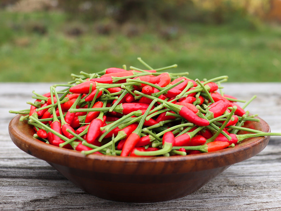 plant chilli seeds Thai Bird's Eye Chili Seeds