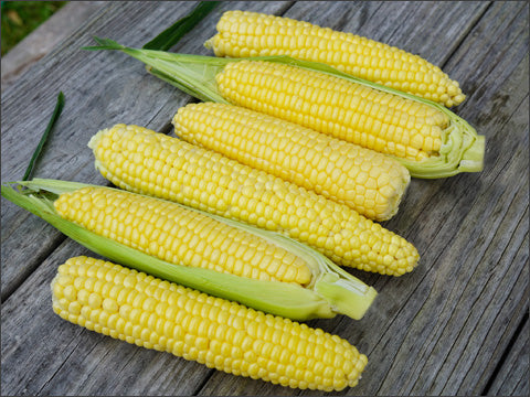 seeds on top of corn plant Top Hat Organic Sweet Corn Seeds