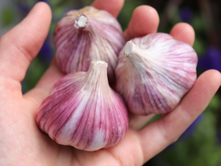 Vietnamese Red Garlic