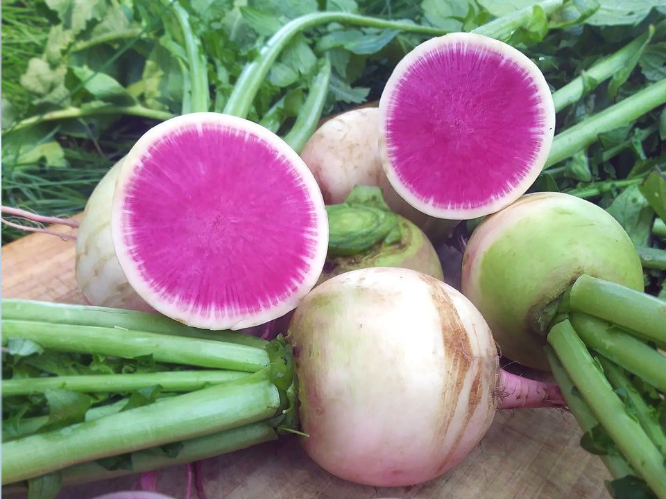 planting watermelon radish seeds Watermelon Organic Radish Seeds