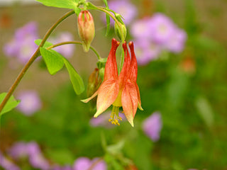 Wild Columbine Wildflower