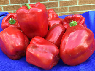 Wisconsin Lakes Sweet Bell Pepper