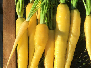 Yellowstone Organic Carrot