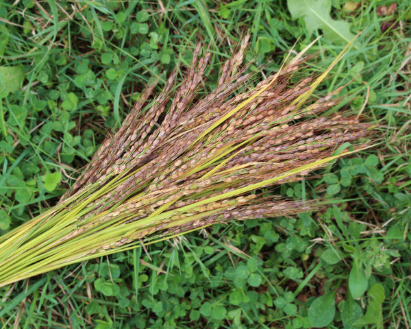 Harvested Amaura Upland Rice