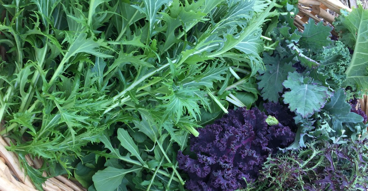 Mid December 2022 Nature Nurture Seeds mid-december-2022-nature-nurture-seeds