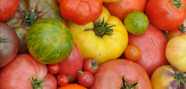 The Best Time to Start Tomato Seeds Indoors