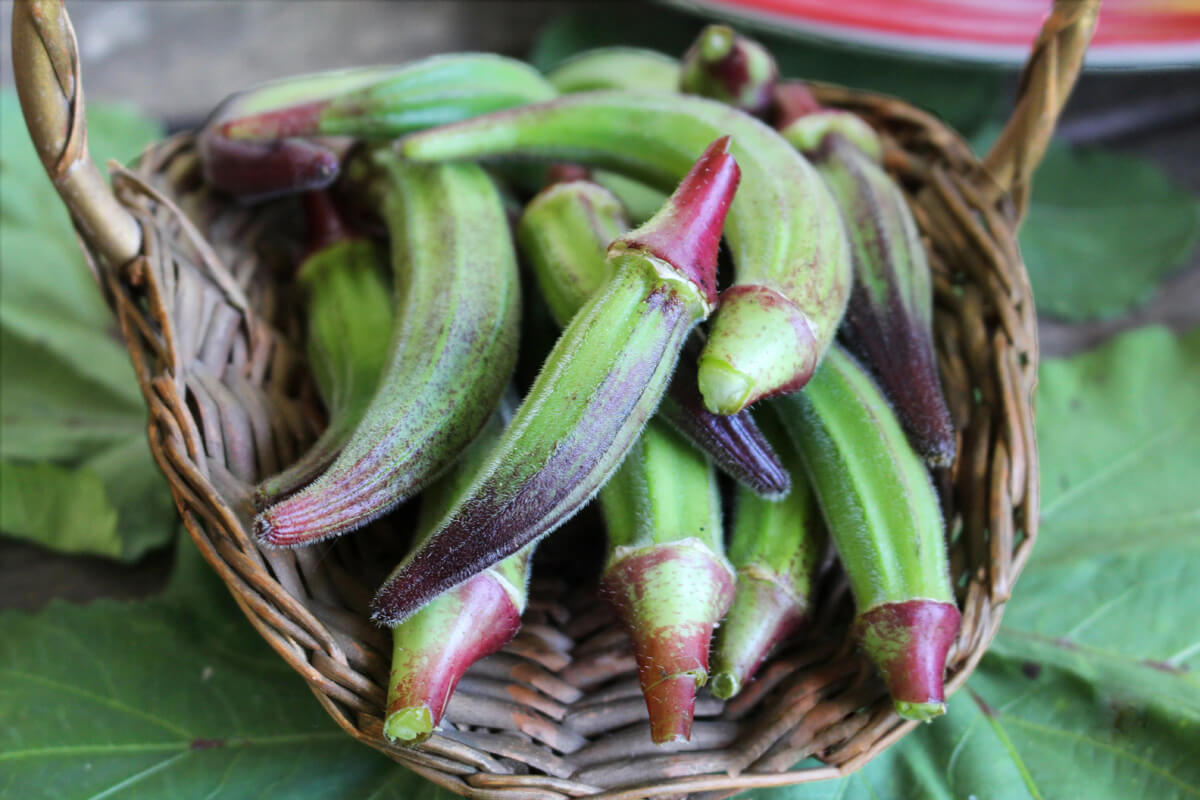 Organic and heirloom Okra in a basket grown from our seed.
