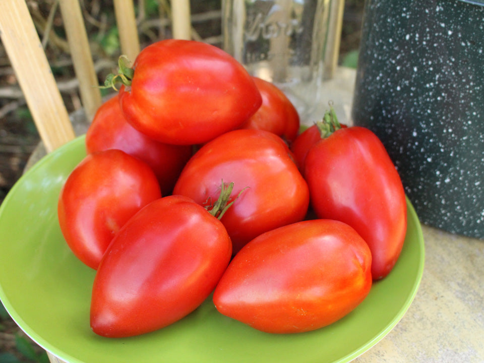 Sauce/Paste Tomatoes
