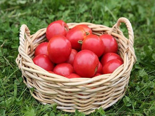 Michigan Heirloom Seeds