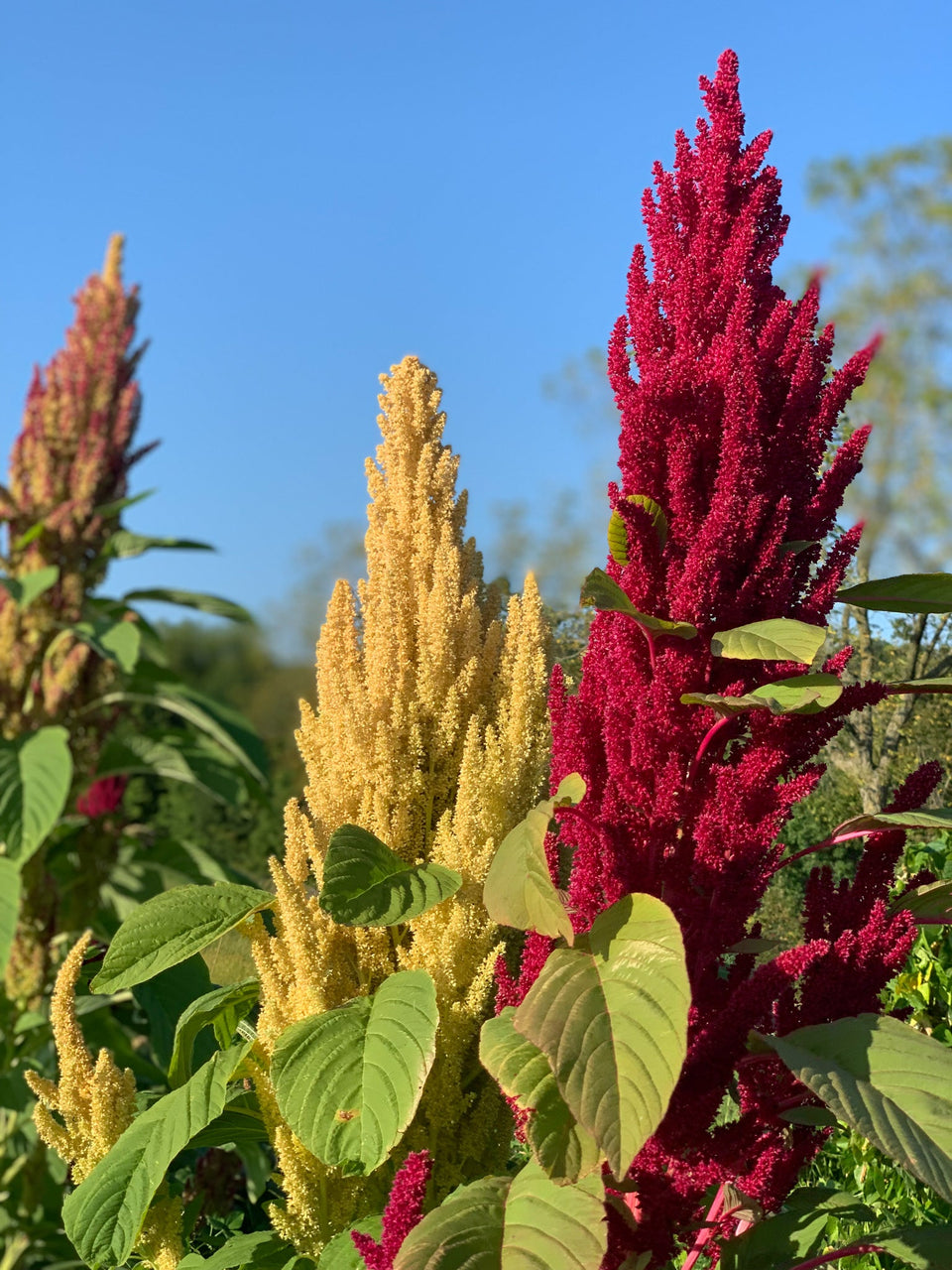 Amaranth Seeds Heirloom & Organic Nature & Nurture Seeds
