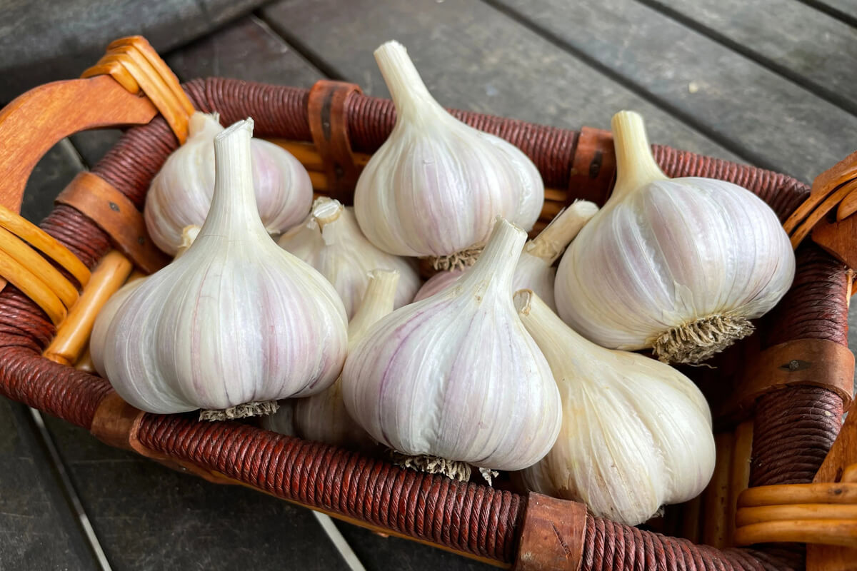 Delicious garlic grown from our organic garlic bulbs for sale here.