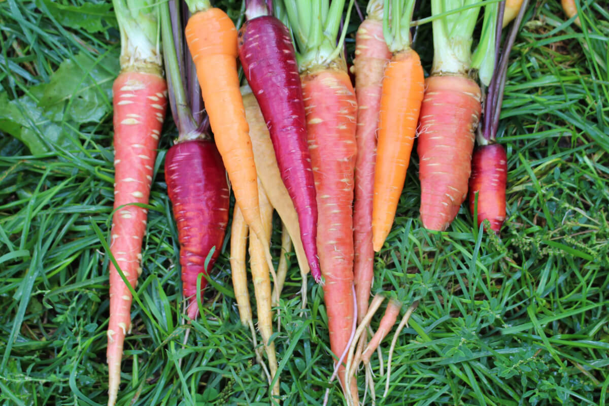Carrots grown from our own carrot seed for sale online..