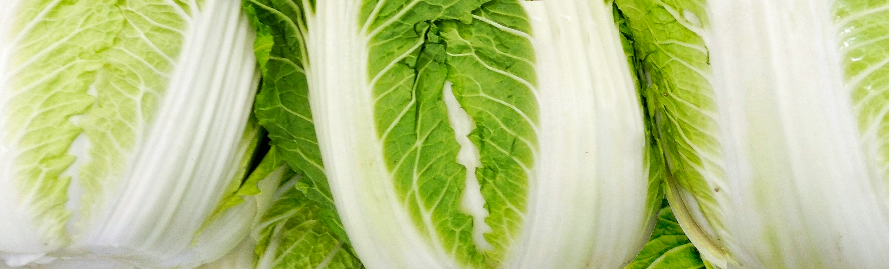 Chinese (Napa) Cabbage Seeds