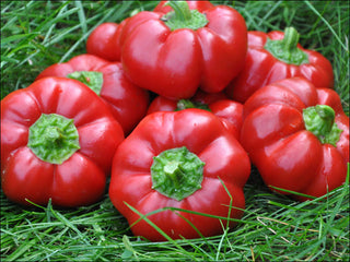 Midwest Heritage Seeds