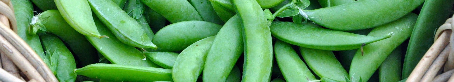 Snap Pea Seeds