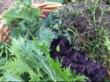 Organic Greens - Plants for Pre-Order