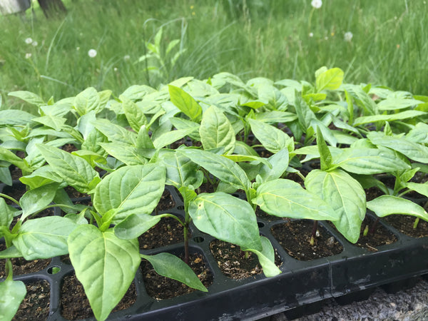 Organic Pepper Plants for Pre-Order