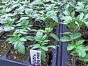 Organic Tomato Plants for Pre-Order