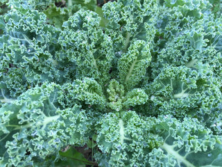 Organic heirloom Alive Vates Kale