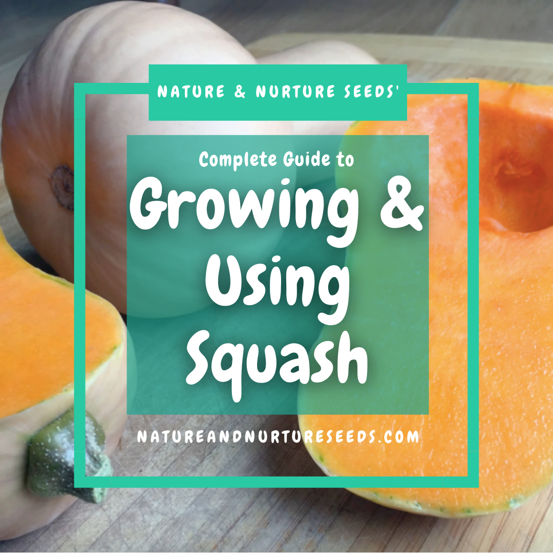 Grow and use squash with this useful guide.