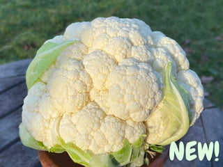 Amazing-Cauliflower-seeds