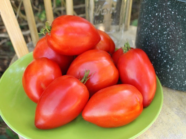 Organic Tomato Plants for Pre-Order