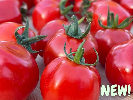 Aosta Organic Tomato