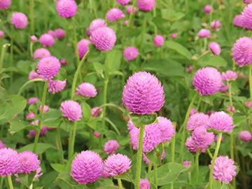 Audray Pink Gomphrena