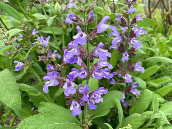 Organic Sage Seeds