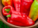 Organic Pepper Plants for Pre-Order