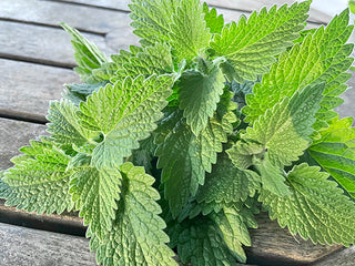 Catnip Organic Bunch