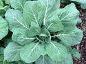 Organic Greens - Plants for Pre-Order