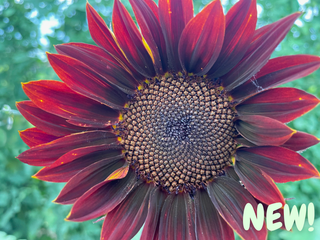 Chocolate Sunflower Seeds