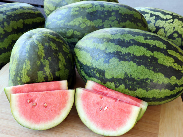 Organic Melon & Watermelon - Plants for Pre-Order