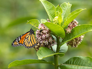 Common Milkweed Wildflower