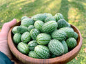 Cucamelon Organic Mexican Gherkin Seeds