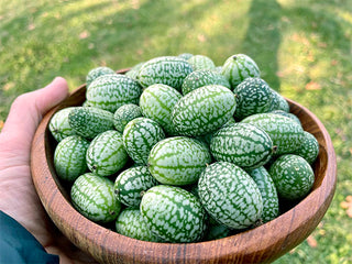 Cucamelon Organic Mexican Gherkin Seeds