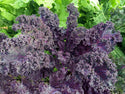 Organic Greens - Plants for Pre-Order