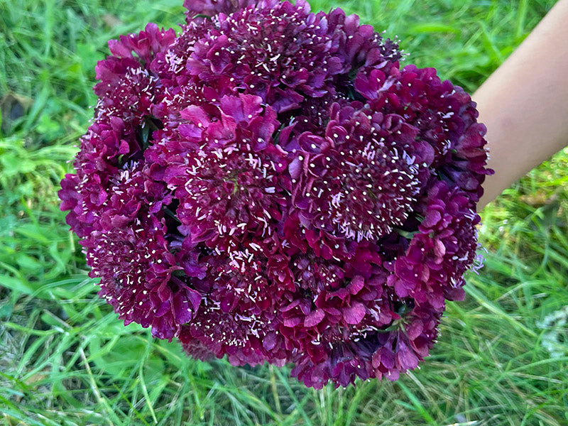 Deep Red Scabiosa Seeds | Nature & Nurture Seeds