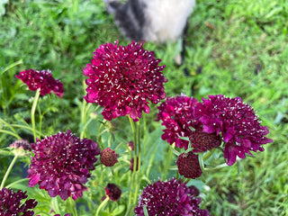 Deep Red Organic Scabiosa